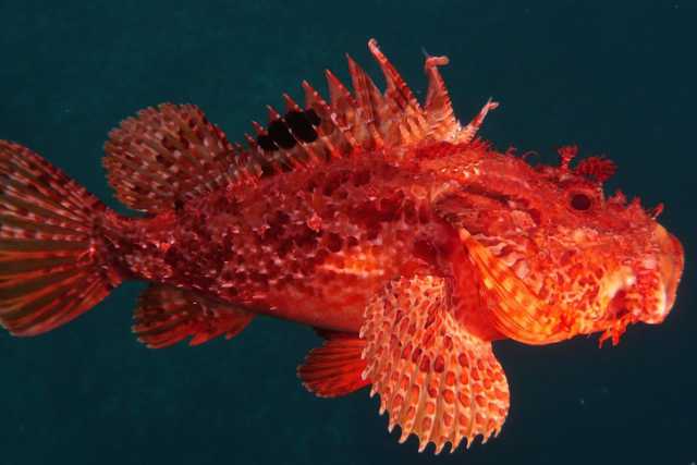 Lo scorfano, pesce "duro a morire": respira anche senza organi vitali. Il video
